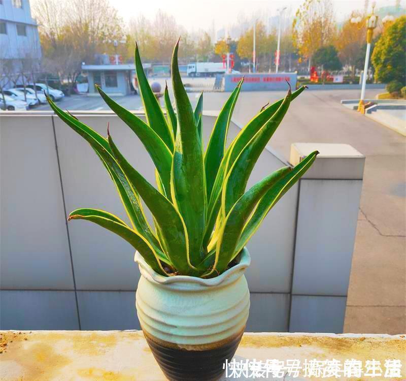长寿花|客厅里养这6种植物，好养活、好打理、寿命很长、寓意还特别好