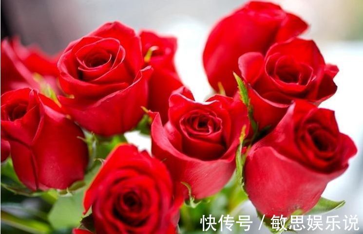 喜欢玫瑰，就养盆“精品玫瑰”卡罗拉，红艳似火，美艳优雅