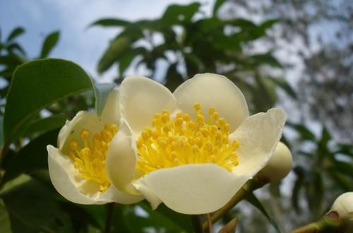  花朵|3种花人见人爱，植株低矮小巧，花开一整年，超级好养