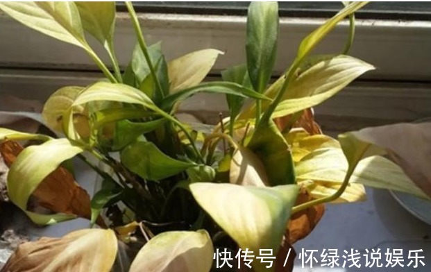 坏习惯|喜欢养花,先戒掉7个坏习惯,不然啥花也养不好,你占了几个?