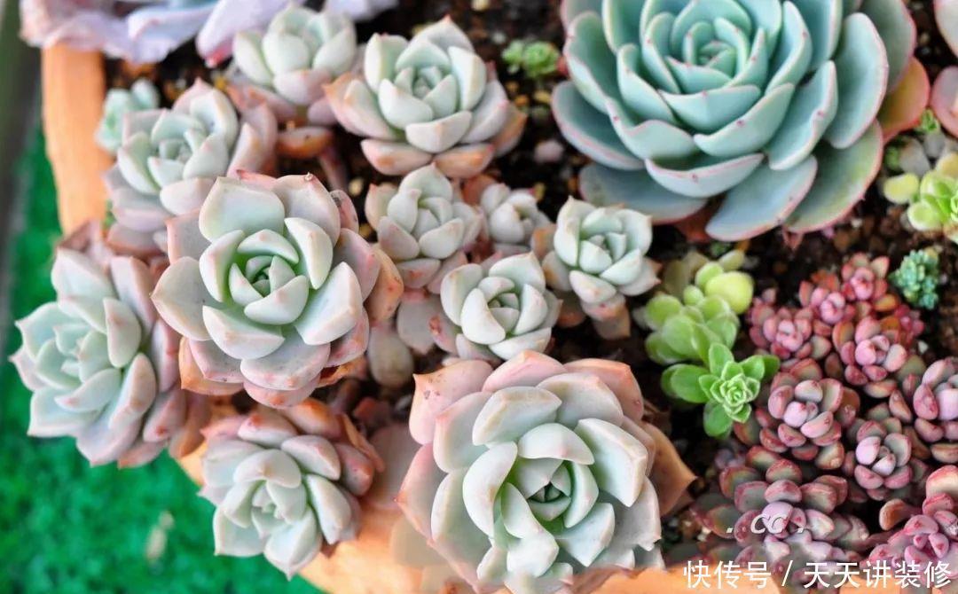 一个盆种了9种花,老妈非说养不好,差点被拔光