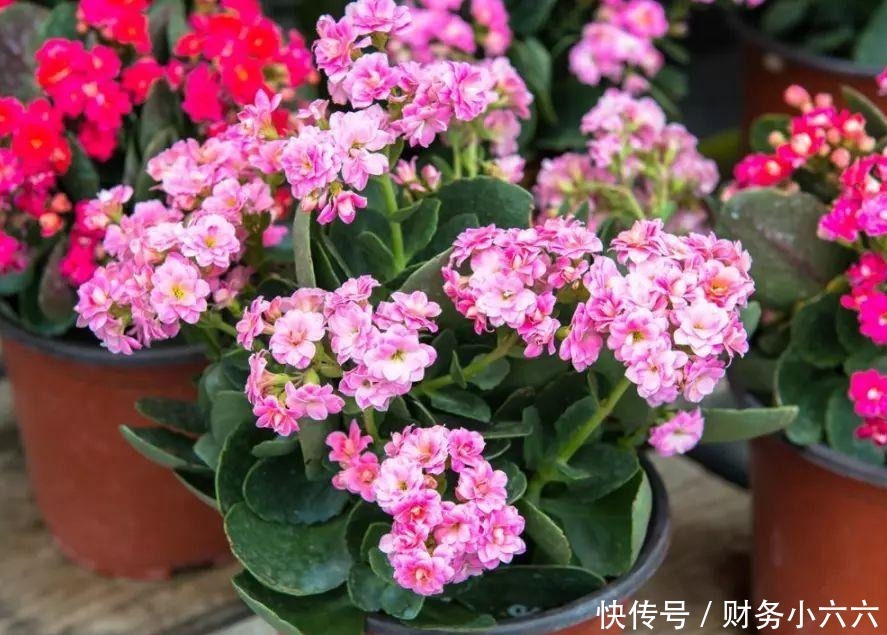 花叶|养花，戒掉这些坏习惯，养啥花都简单，爆盆不成问题