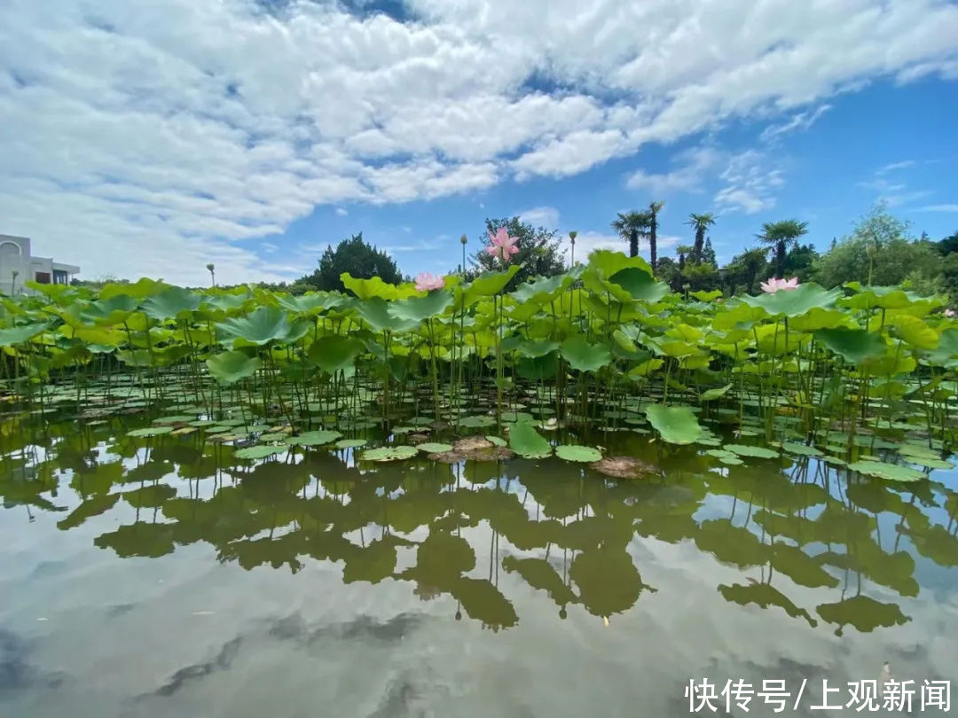 荷花展|107亩荷花绽放，全区11个最佳赏荷点，在这里