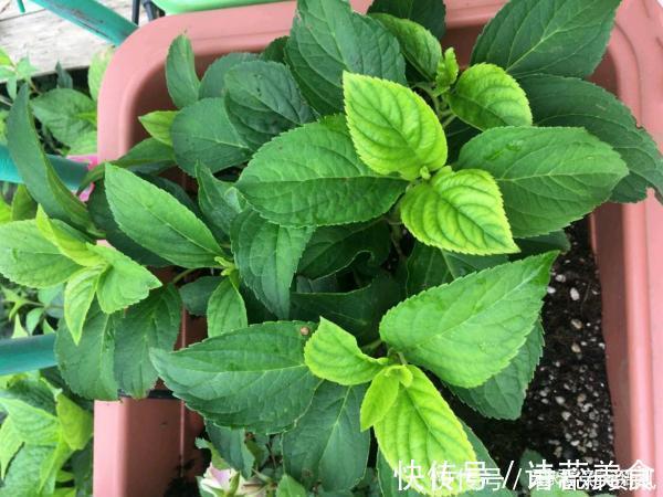 司凤为璇玑种的蓝色八仙花,现实你也能养,开花仙气十足,太美了