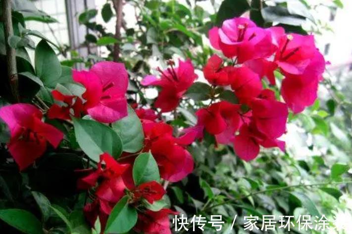 三角梅开花越来越少,教你几个“狠招”来催花,花苞一茬接一茬