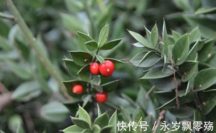 灌木|植物界的十大奇葩，你可能1种也没见过！