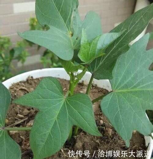 木耳菜|3种吃剩的“菜杆子”,丢土里,长成一片“绿萝”,3天采摘一大盆