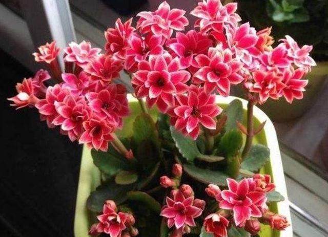  根系强|长寿花不能一盆栽多棵！因为难养好，想要一盆多色只有一个方法！