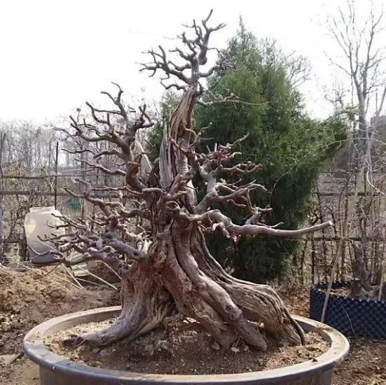 地养三年的雀梅，拿到集市上，被人三千块买走，真是赚到了