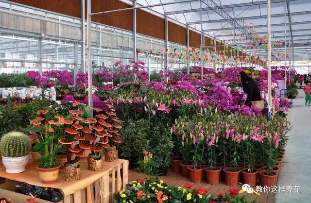 4种花再好看也别买，养不活不值钱，还惹一肚子气！