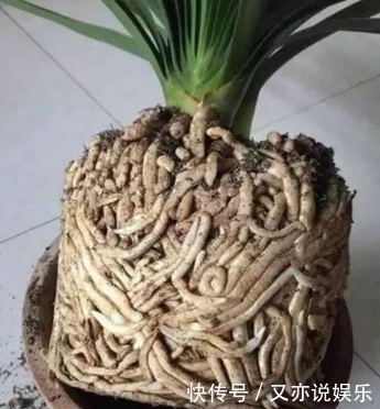 养好君子兰,首先要“戒掉”3个坏习惯,要不烂根、不长、不开花