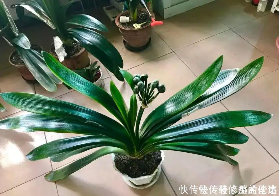 叶片|为什么你养的君子兰始终不开花?问题出在浇水上,四种水轻松化解