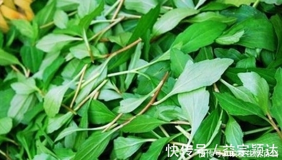 含羞草|几种路边常见的野草，具有很大的药用价值，遇见请珍惜