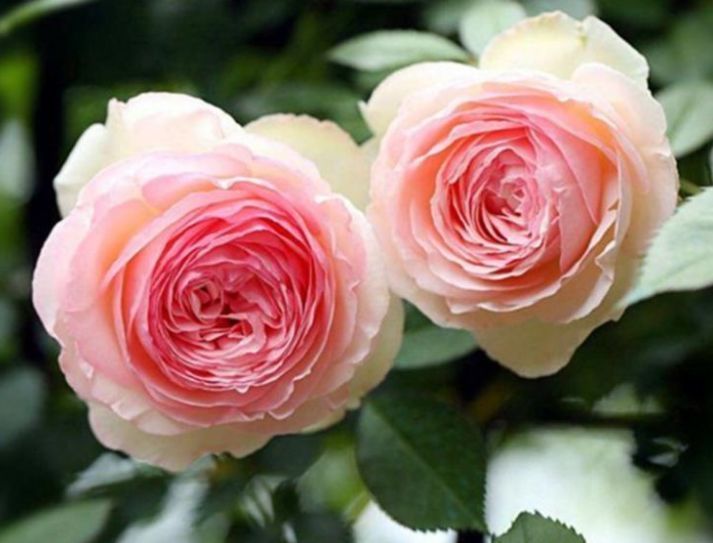 花卉|从6月7日开始,家养此款花卉,花叶具美,花儿轻松开爆盆