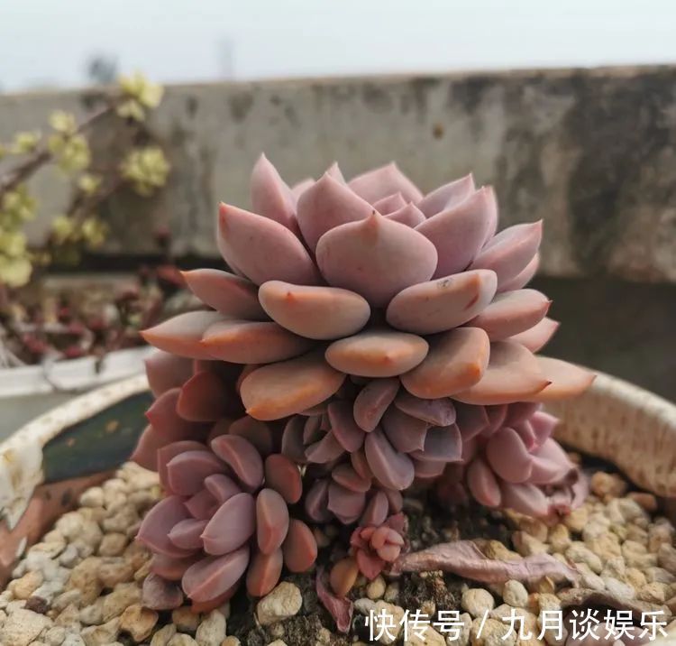 佛系养肉人生活明朗,多肉可爱,唯适者生存!