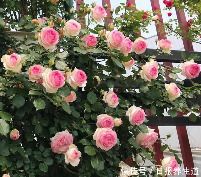 冬季看到这种月季,栽种手法各不相同,诀窍在手,开出一面大花墙