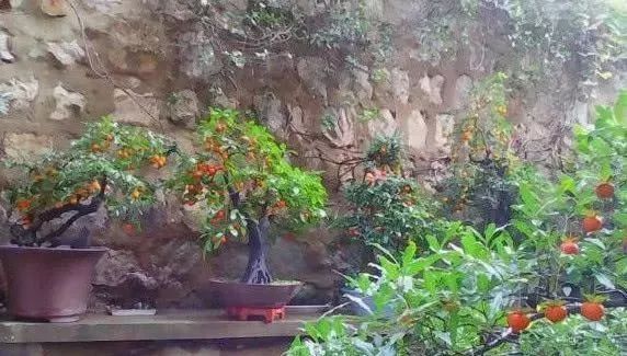 老大爷养了8年的金弹子,当成孙子一样照料,钱多难买无价盆景