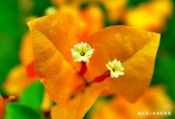 观音莲|喜欢三角梅,不如首选“优良名品”柠檬黄三角梅,花开艳丽多姿!