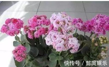浇点生花水,长寿花蟹爪兰都呼呼长,叶子肥厚还发亮,越开越漂亮