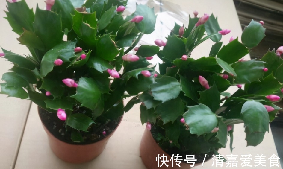 没有生根粉,扦插育苗不用怕,拿这3样水泡泡,效果一样
