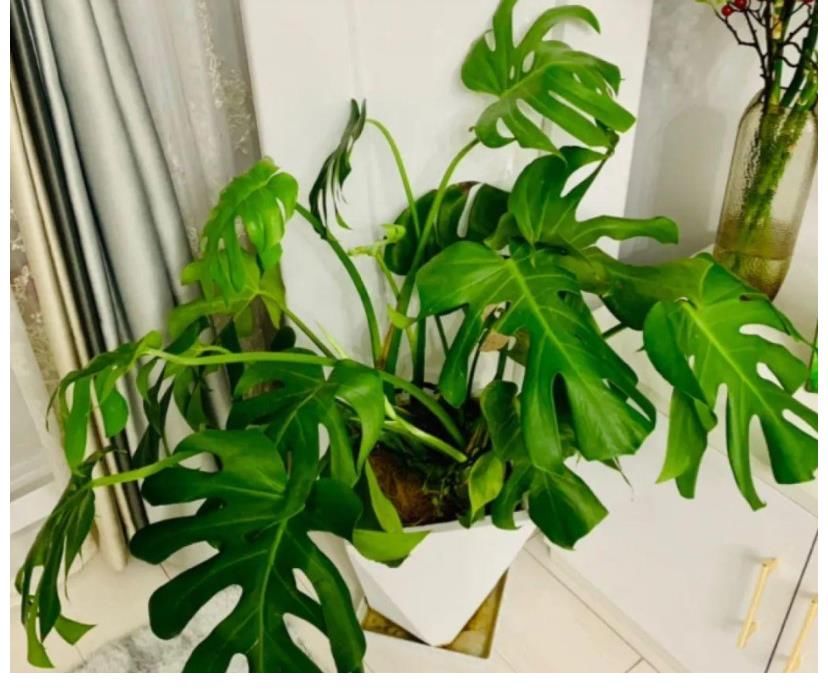 想种花家里却晒不到太阳怎么办？这两种花会推荐给你，只需要散光就能生长