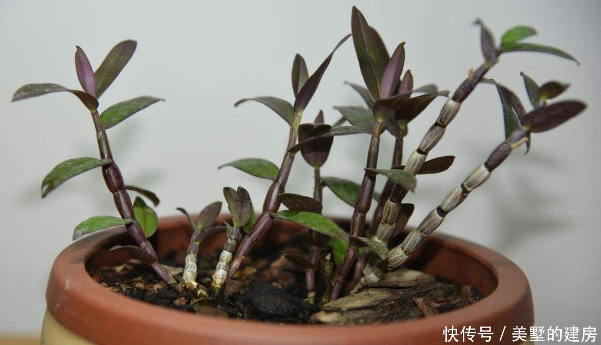 品种|冬养石斛问题多,把握三点,初冬长得壮