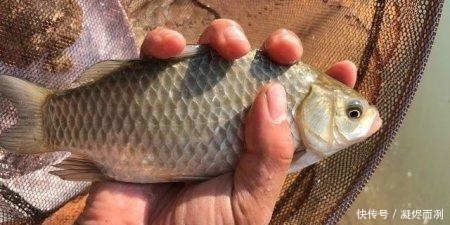 冬季用红虫饵钓鱼有奇效,如何调配你知道?一起来了解下