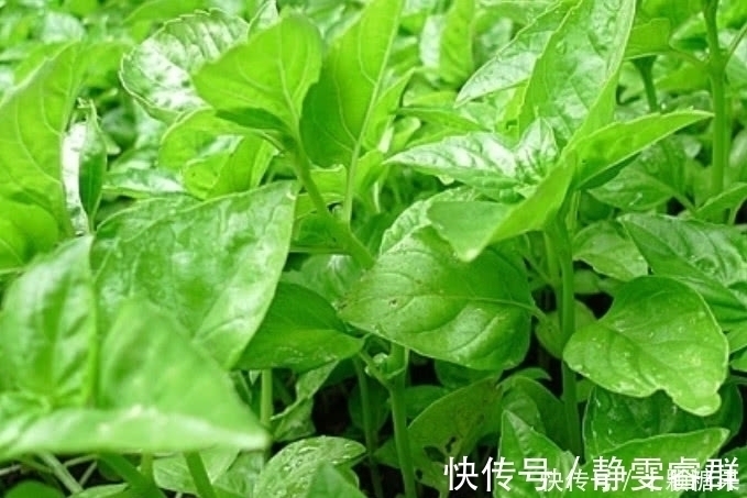 小白|这种野菜在农村很常见,日本人开价一斤30元都不卖,你们吃过吗