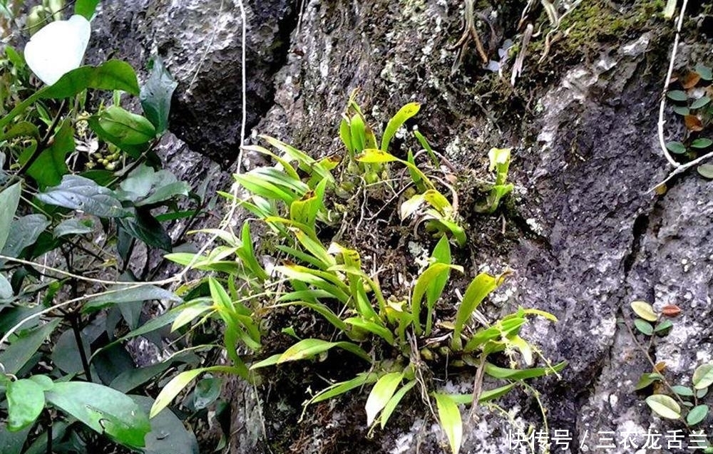 野草|千元一斤被炒成“仙草”,曾遭人们疯狂采挖,如今40元一斤无人要