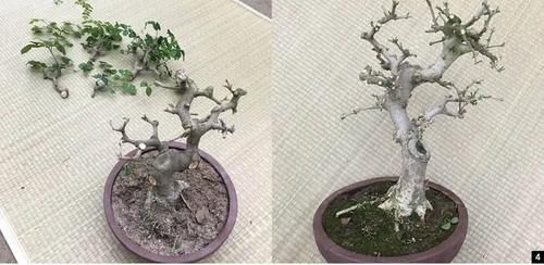 双干式盆景不一定要连体，两株对节白蜡即能成双杆，要不试试？