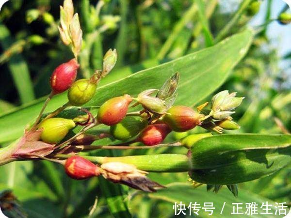 食疗方|分享5个食疗降血糖秘方,绿色胰岛素,健康有效