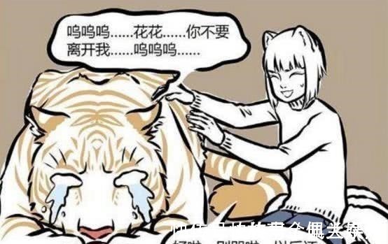 白虎|非人哉四大神兽白虎为情所困,青龙长相帅气但最不靠谱!