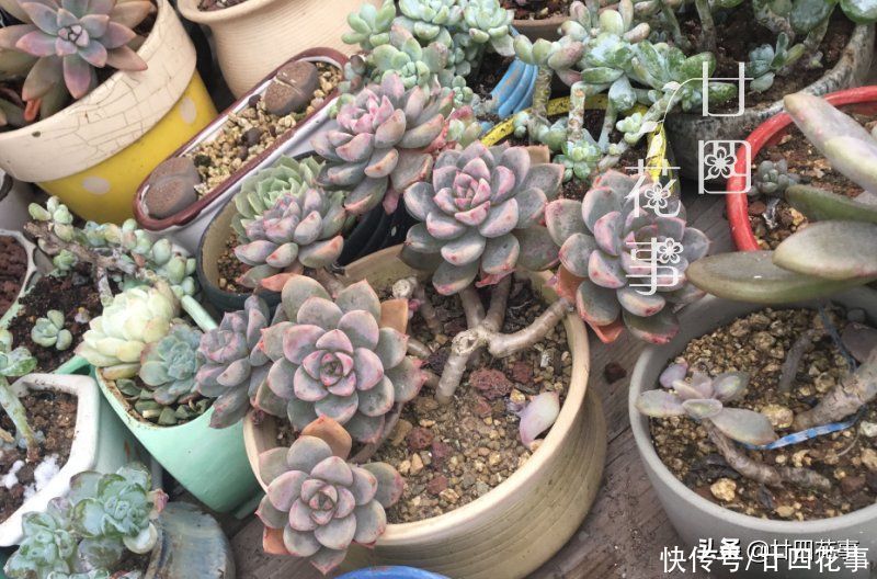 树荫|夏天养多肉,绕不开遮阴,一文详解多肉植物夏天遮阴的注意事项