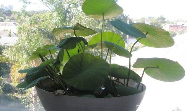 养护|这4种花，“大胆”浇水长得更好，水越多根越旺，开花你就赚了！