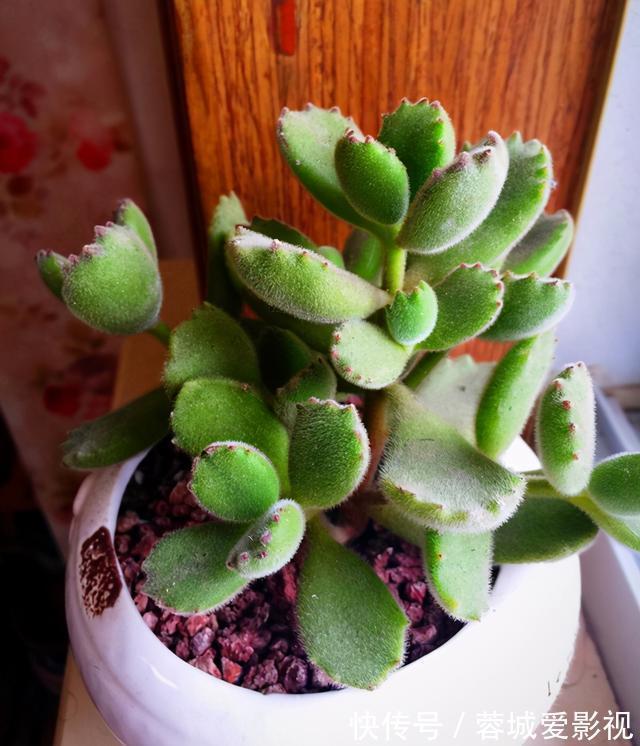 多肉|盘点5种最不好养的多肉,各种问题多,花友慎入