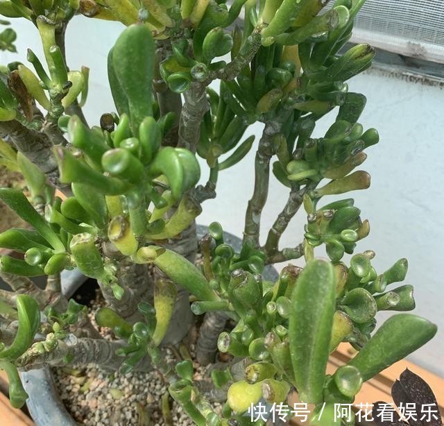 这花叫马蹄掌,也叫吸财树,寓意“招财进宝”,比多肉还好养