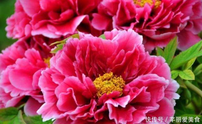 花期|养花就养4种花，家里养一盆，开花漂亮花期长，谁养谁喜欢