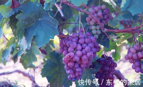 蛋白质|常吃葡萄,5大好处可能“不请自来”!但记得注意这4件事