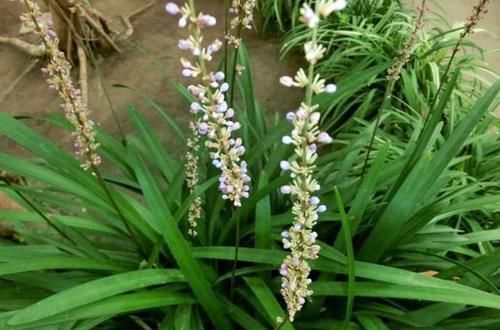 泡水|吸烟肺不好还经常咳嗽,用一种野草茎块泡水喝,润肺清心止咳化痰