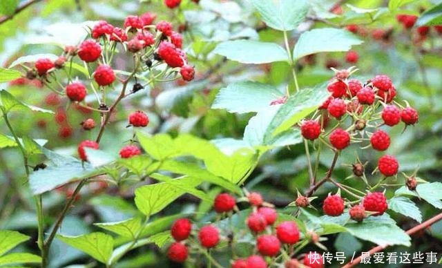 农村老人常说有毒不能吃,殊不知是“维C之王”,一斤可卖60元