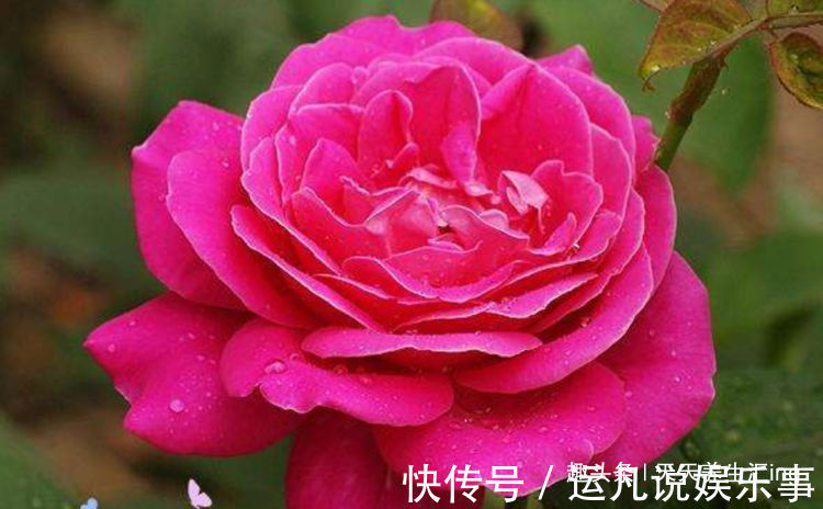 喜欢玫瑰，不妨试试“珍稀品种”汤姆奥桑特，水果香味，淡雅秀美