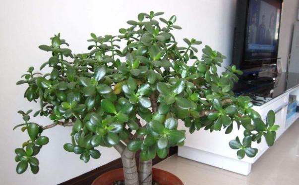 玉树养护就“几步”,枝粗叶肥绿油油,一年养出“小老桩”