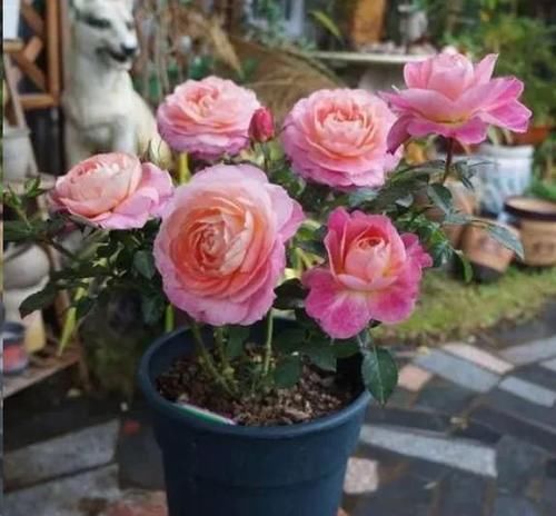 月季花新叶出现这种现象时，要及早矫正！