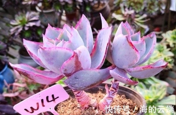 多肉植物中的6位舞者,个个都很漂亮,听名字就很想拥有一盆