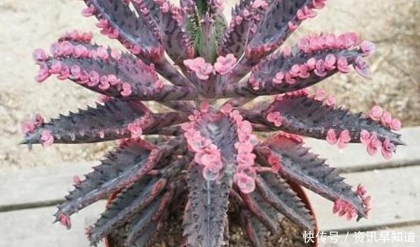 观音莲|适合懒人入手的七种多肉,冬天也冻不死,轻松尝试一下就爆盆