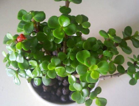 金枝玉叶放阳台,记住“一多、一少”,叶片肥厚,轻松养成老桩