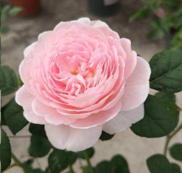 苞长|月季花苞长雀斑怎么回事?当心整个花苞霉烂!