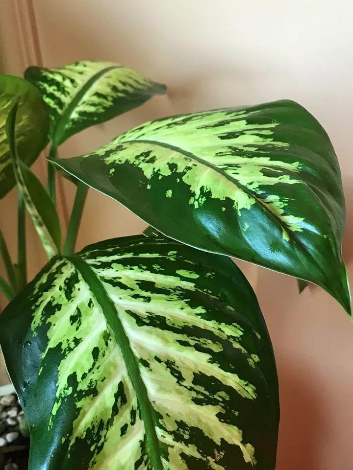 用它喷在花叶子上,不招虫长的快,叶子绿油油!