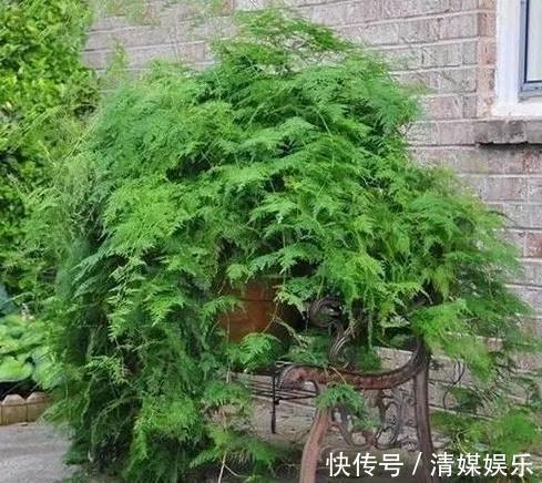 张大爷|张大爷家文竹养6年，长到1米5，变成粗壮、翠绿盆栽，年年开花