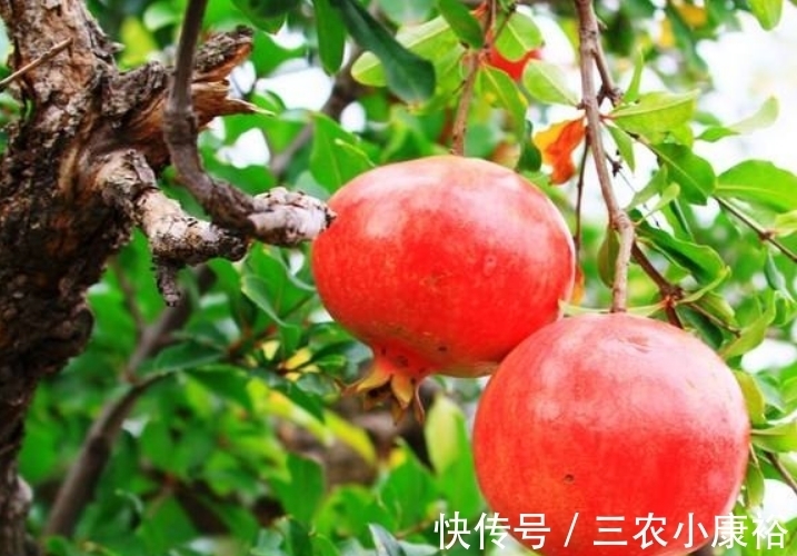 分化|石榴酸甜多汁，保护眼睛，重视石榴物候期管理，收获美味石榴来！